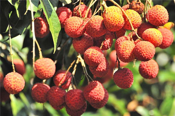 荔行朗洲，相聚東科