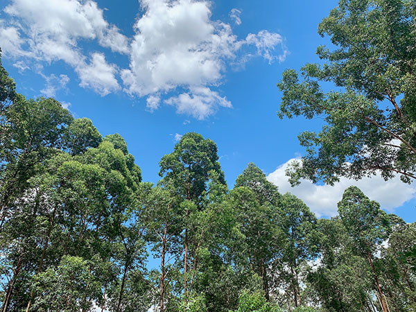 荔行朗洲，相聚東科