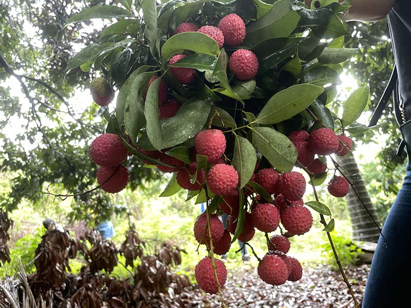 集團活動:朗洲行 · 摘荔枝 集團活動:朗洲行 · 摘荔枝