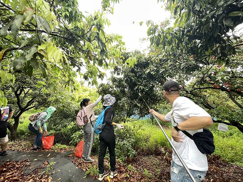 集團活動:朗洲行 · 摘荔枝 集團活動:朗洲行 · 摘荔枝