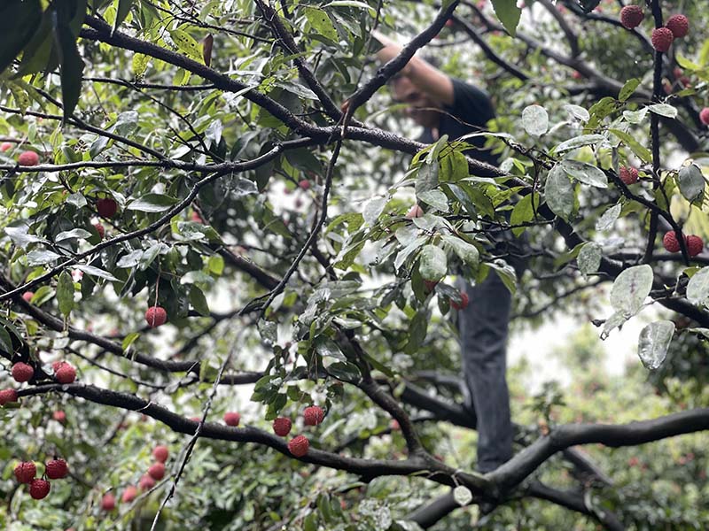 集團活動:朗洲行 · 摘荔枝 集團活動:朗洲行 · 摘荔枝